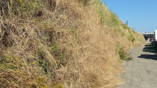 Reinforced soil slope, Port Mann Bridge (Highway 1), Coquitlam, BC