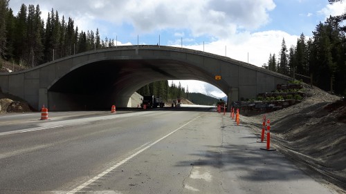 Retaining walls for wildlife overpass, Trans-Canada Hwy, BC